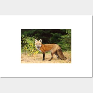 Young Red Fox - Algonquin Park Posters and Art